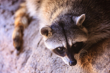 A raccoon is laying on a rock with its head up