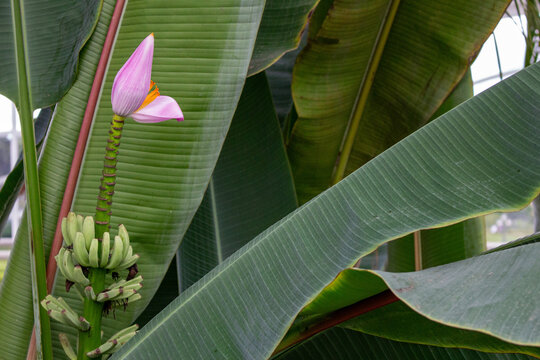 Bananeira florida	