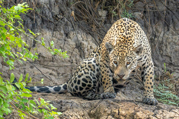 Hunched Jaguar rising to hunt