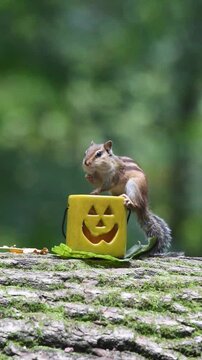 Chipmunk in a park 