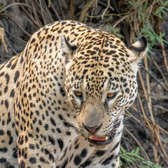 Jaguar portrait