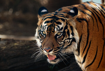 portrait of a tiger