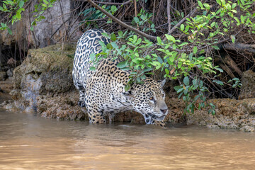 Jaguar first steps into the river