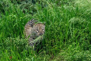 Jaguar in riverside grass