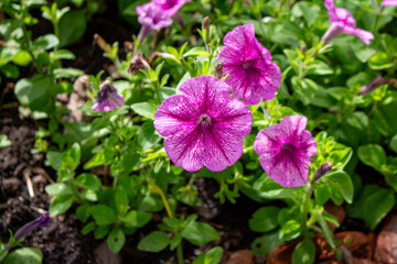 Canteiro de Pet&uacute;nia roxa. Flores