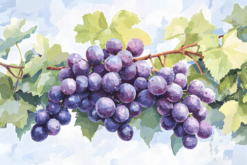 Fresh Purple Grapes Hanging on Lush Green Vineyard Leaves with Soft Blue Sky Background