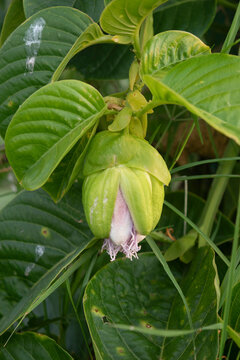 The flower bud of Passiflora quadrangularis, a species of plant in the family Passifloraceae with common name include the giant granadilla, barbadine, grenadine, giant tumbo or badea.