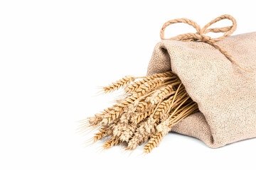 Freshly Harvested Wheat Stalks in Natural Burlap Bag with Twine Tie on White Background