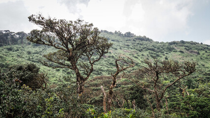 The landscape of the Horton Plains in Sri Lanka