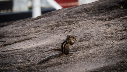 Small squirrel in the national park in Sri Lanka
