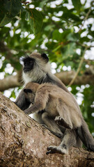 Monkey in the forest of Sri Lanka