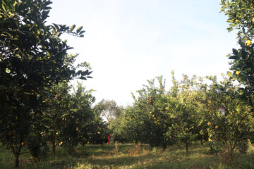 Fototapeta premium Citrus fruits on tree in farm