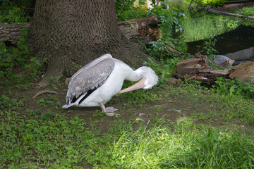 Pelican grooming feathers under a tree