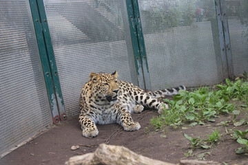 Amur leopard resting in a zoo enclosure