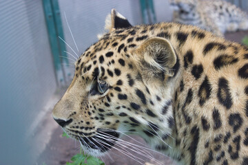 Close-up portrait of a leopard in profile.
