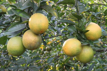 Citrus fruits on tree in farm