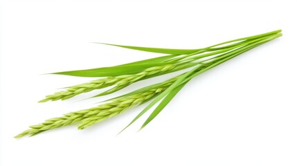 Fototapeta premium Fresh Green Plant Stems with Leaves Isolated on White Background