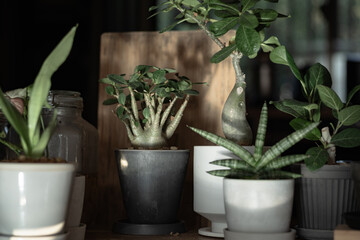 観葉植物を並べる（アデニウム　アラビカム）