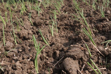 onion plant seedling on farm for harvest