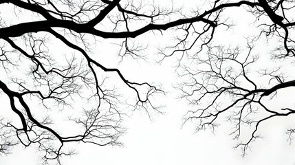 Obraz premium Bare Tree Branches Silhouette, Winter Sky Background, Nature Design, Graphic Art.