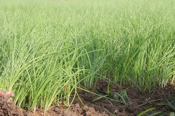 onion plant seedling on farm for harvest