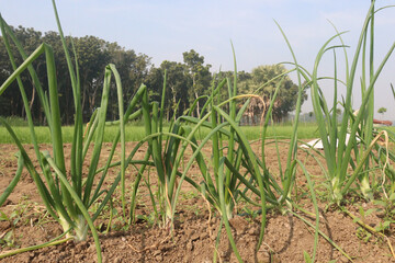 onion plant on farm for harvest