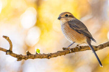 枝にとまるモズ