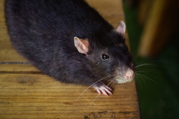 Close-up of a black rat on a wooden table, surrounded by soft natural light. Perfect for wildlife or rodent-themed projects.