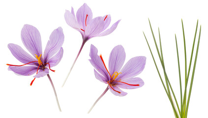 saffron crocus or crocus sativus with leaves isolated on white background.