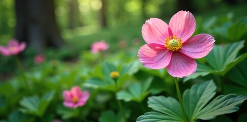 Anemone blooms amidst forest foliage, soft petals unfurl, Garden, Woodland, Wildflowers
