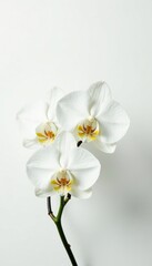 Obraz premium Delicate white orchid blooms on a crisp white background, white, garden, petals