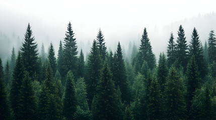 Obraz premium Misty Mountain Coniferous Forest Landscape, Nature Wallpaper, Eco-Tourism.