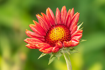 red and yellow flower