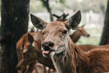 Fototapeta premium Close-up of Deer in Natural Environment