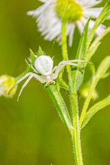 spider on a leaf
