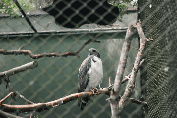 Hawk Perched Inside a Zoo Enclosure