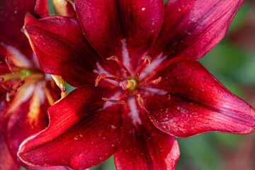 close up of red flower