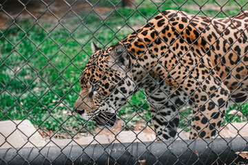 Jaguar inside a zoo enclosure