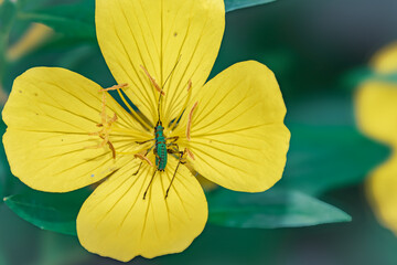 green bug on a yellow flower