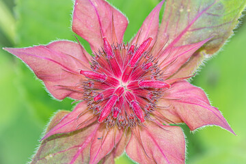 close up bee balm