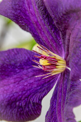 purple clematis