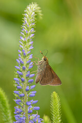 butterfly on a wild flower