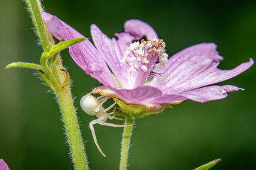 crab spider on a flower