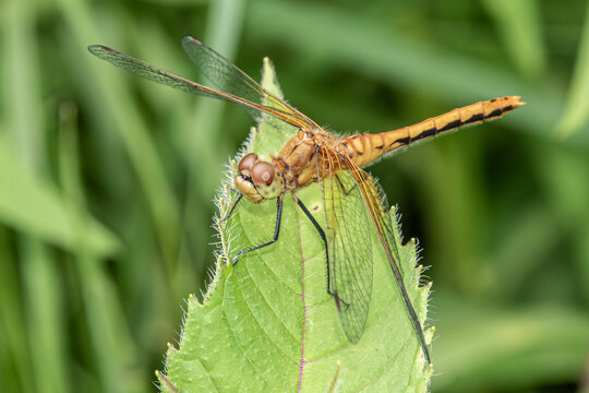dragonfly on a leaf