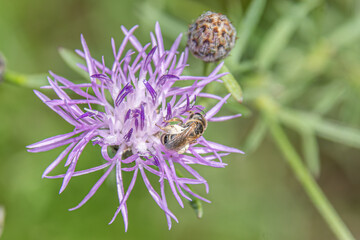 bee on bee balm
