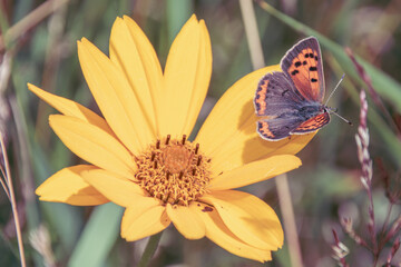 butterfly on a flower