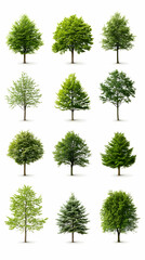 Twelve Isolated Deciduous and Coniferous Trees on White Background for Landscaping Design.