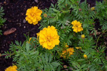 Flores Tagetes, flor-dos-mortos ou cravo-amarelo.	