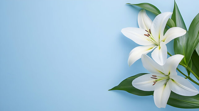 White lilies on blue background, floral arrangement, sympathy card design.