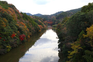 千葉県を流れる小櫃川(ｵﾋﾞﾂｶﾞﾜ)の紅葉。緩やかな流れの川は、湖のような水面。
